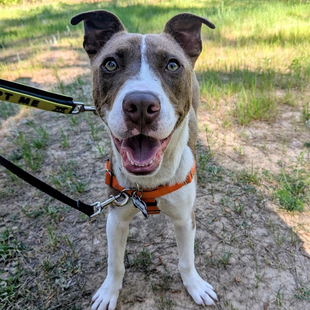 Enlarge Adrian, a Adoptable mixed breed in Wake Forest, NC image 3/6