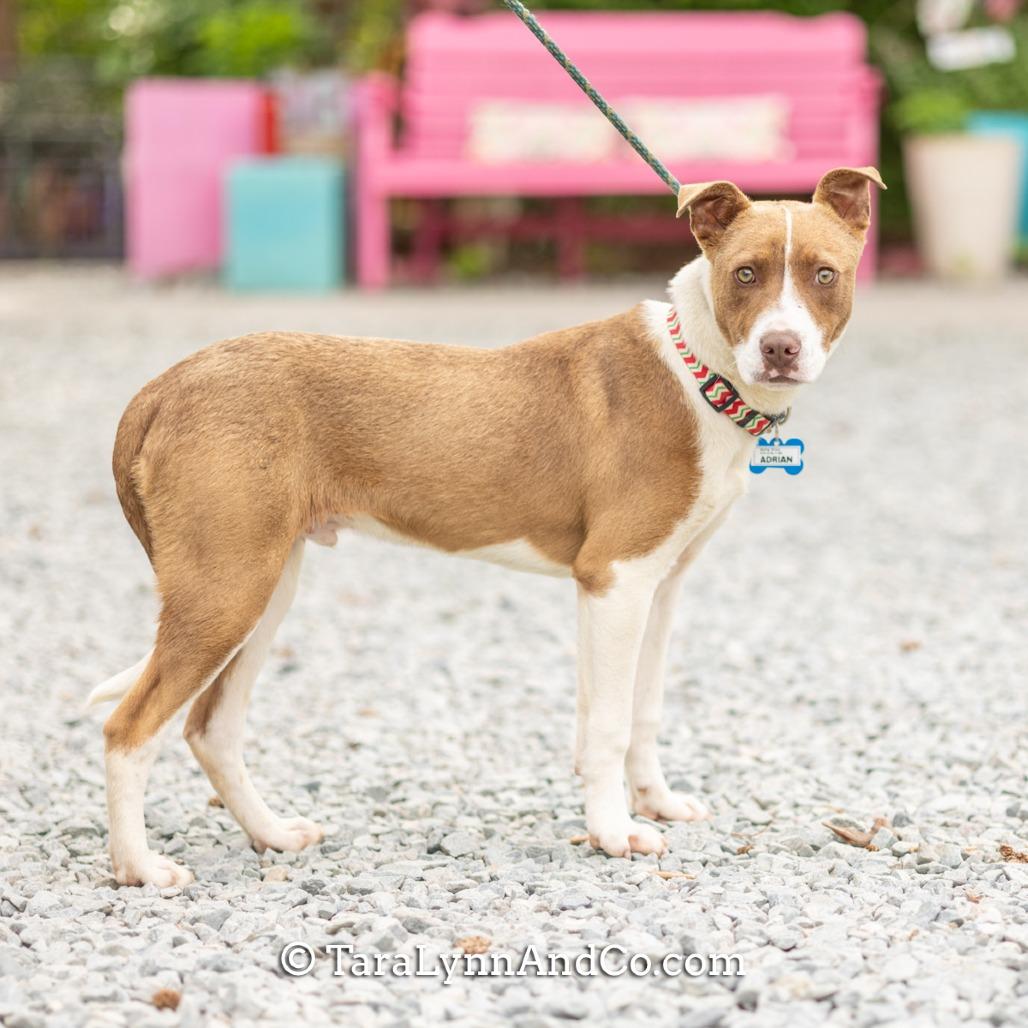 Enlarge Adrian, a Adoptable mixed breed in Wake Forest, NC image 4/6