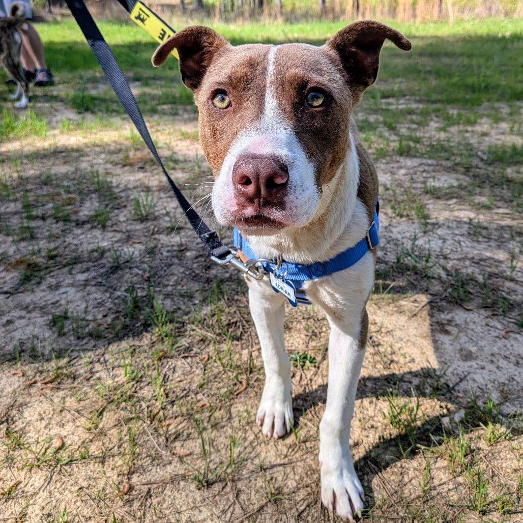 Enlarge Adrian, a Adoptable mixed breed in Wake Forest, NC image 5/6