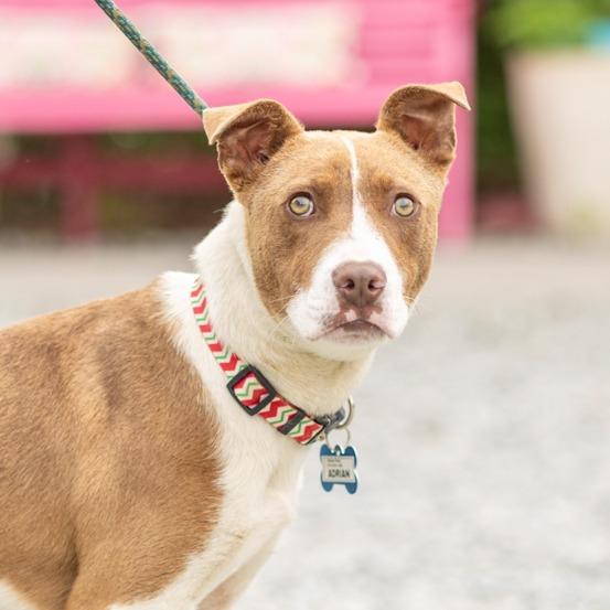 Enlarge Adrian, a Adoptable mixed breed in Wake Forest, NC image 6/6