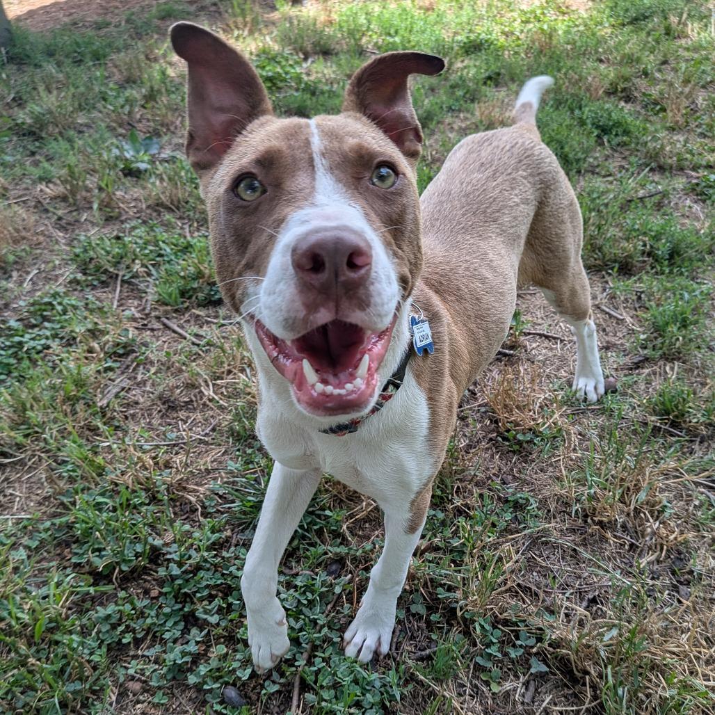 Enlarge Adrian, a Adoptable mixed breed in Wake Forest, NC image 6/6