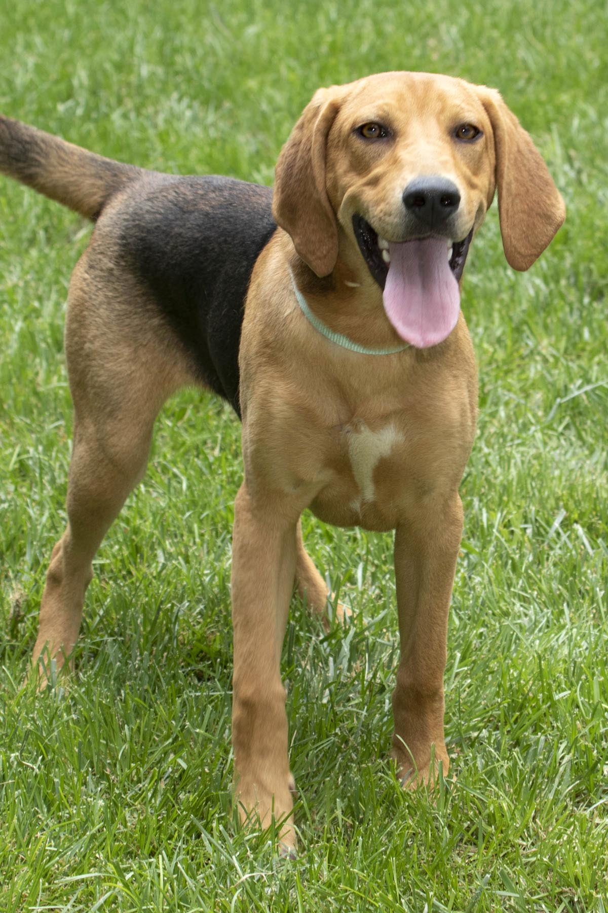 Sleepy, a Adoptable Coonhound in Cashiers, NC image 3/4