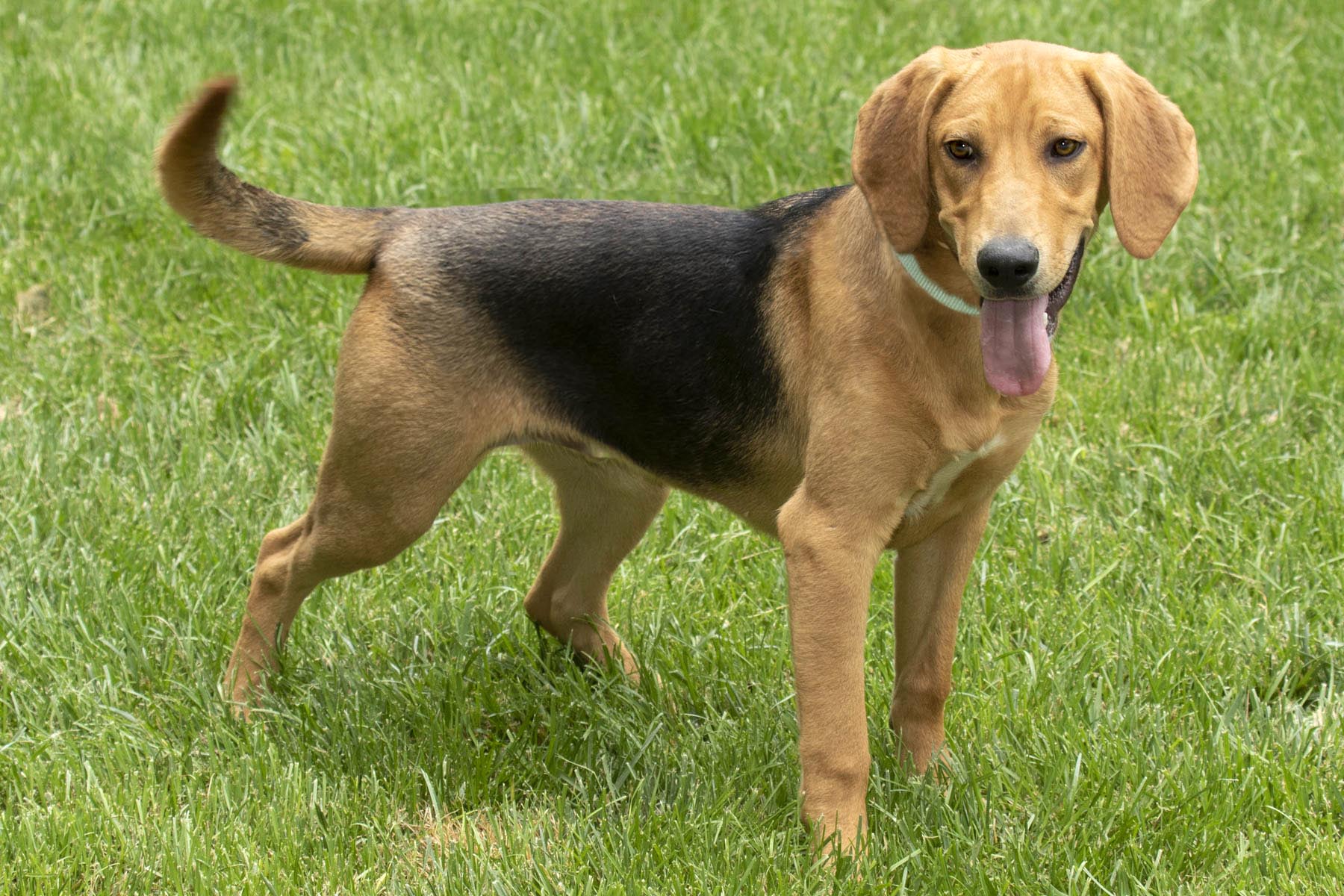 Sleepy, a Adoptable Coonhound in Cashiers, NC image 2/4