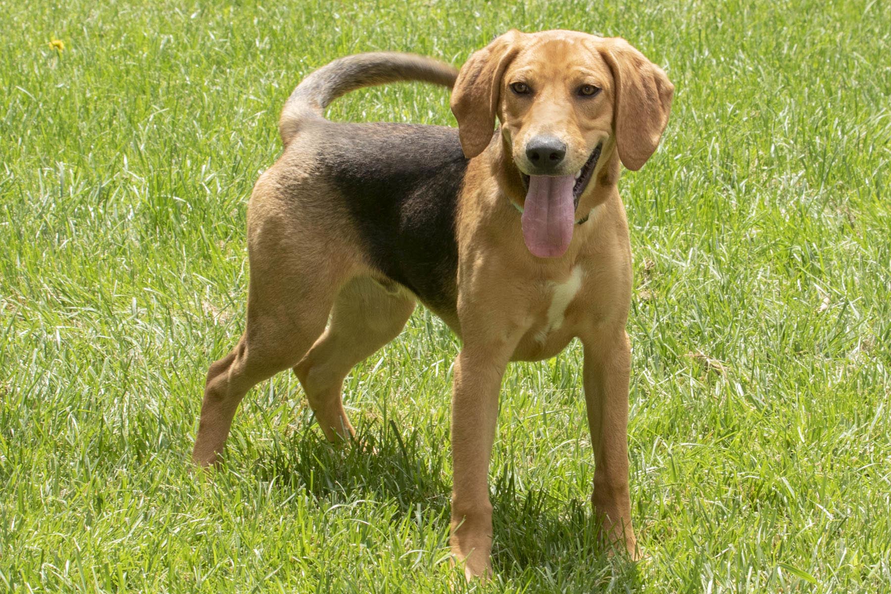 Sleepy, a Adoptable Coonhound in Cashiers, NC image 4/4