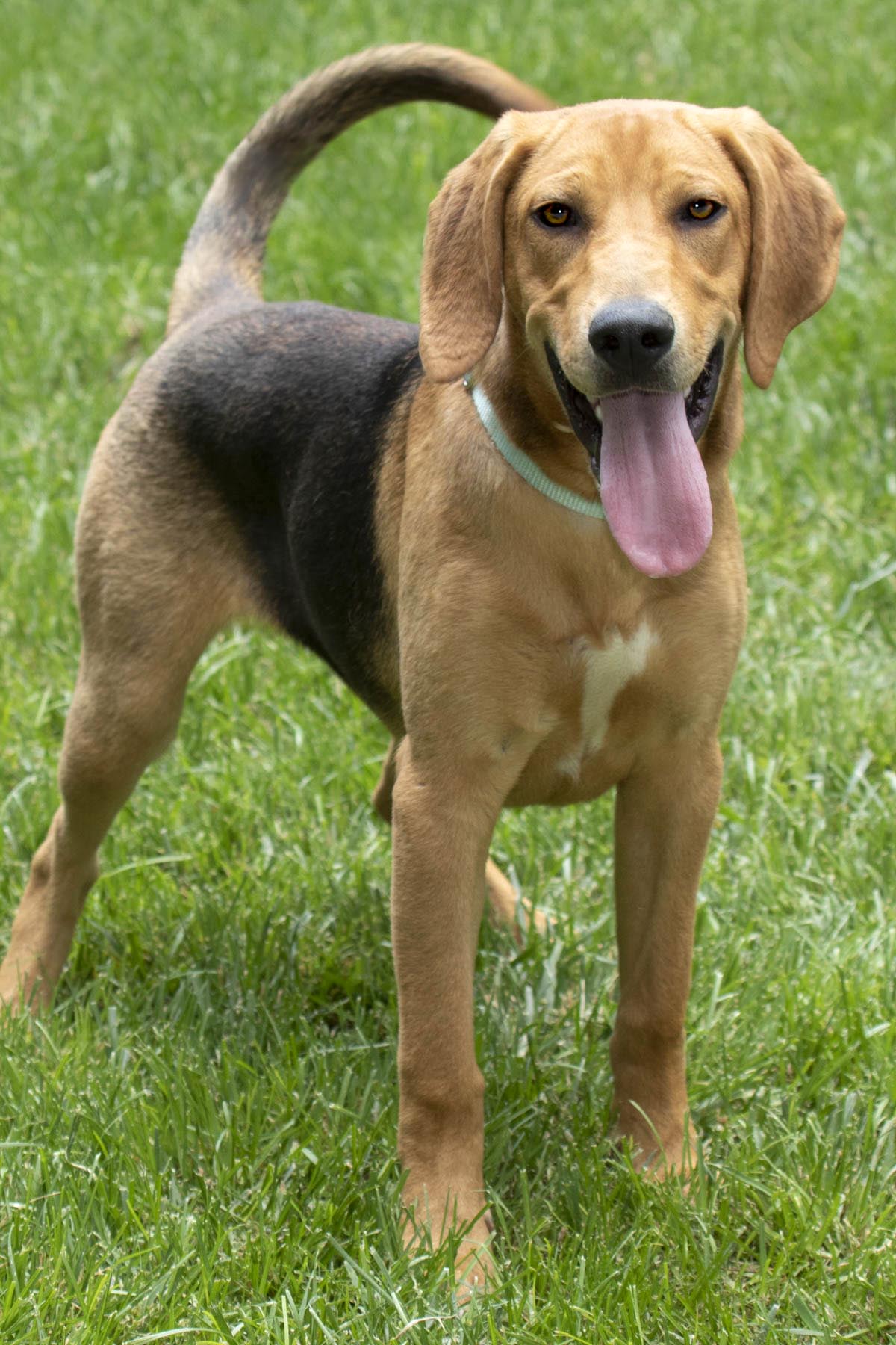 Sleepy, a Adoptable Coonhound in Cashiers, NC image 1/4