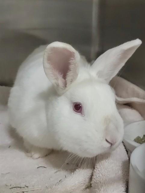 Enlarge MICK, a Adoptable Bunny Rabbit in Saint Peters, MO image 1/1