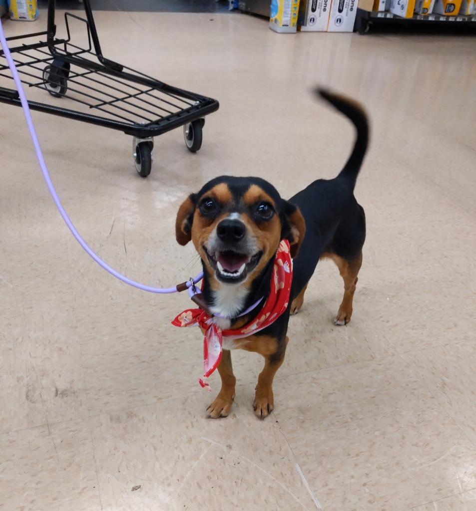 Finnegan, Adopted, Adult Male Rat Terrier & Pug.