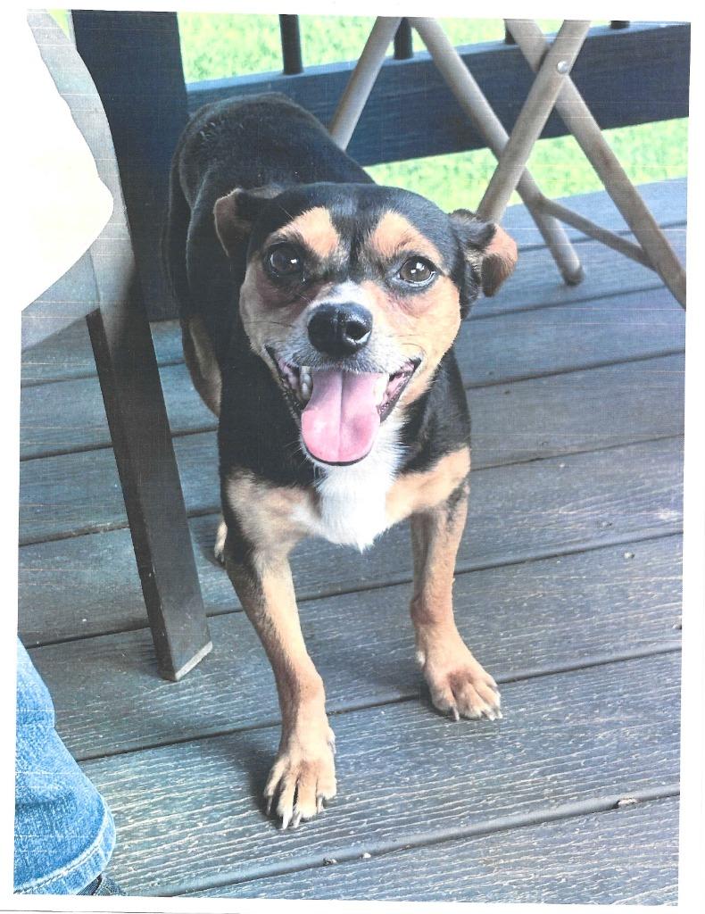 Finnegan, a Adopted mixed breed in Mena, AR image 2/3
