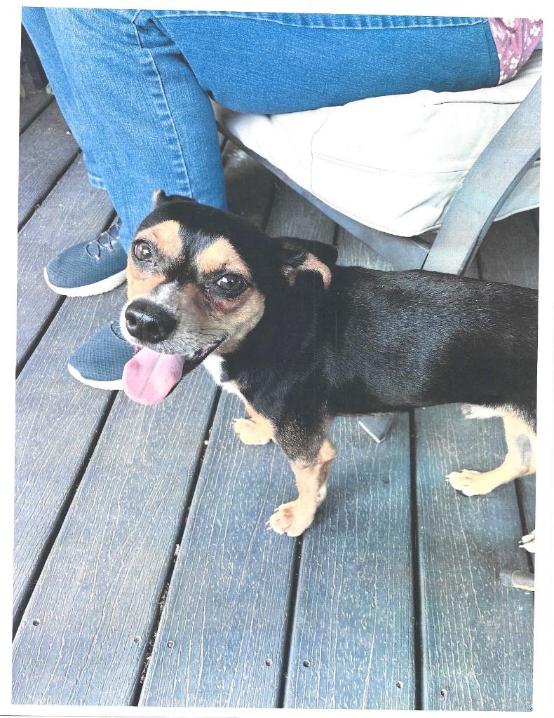 Finnegan, a Adopted mixed breed in Mena, AR image 3/3
