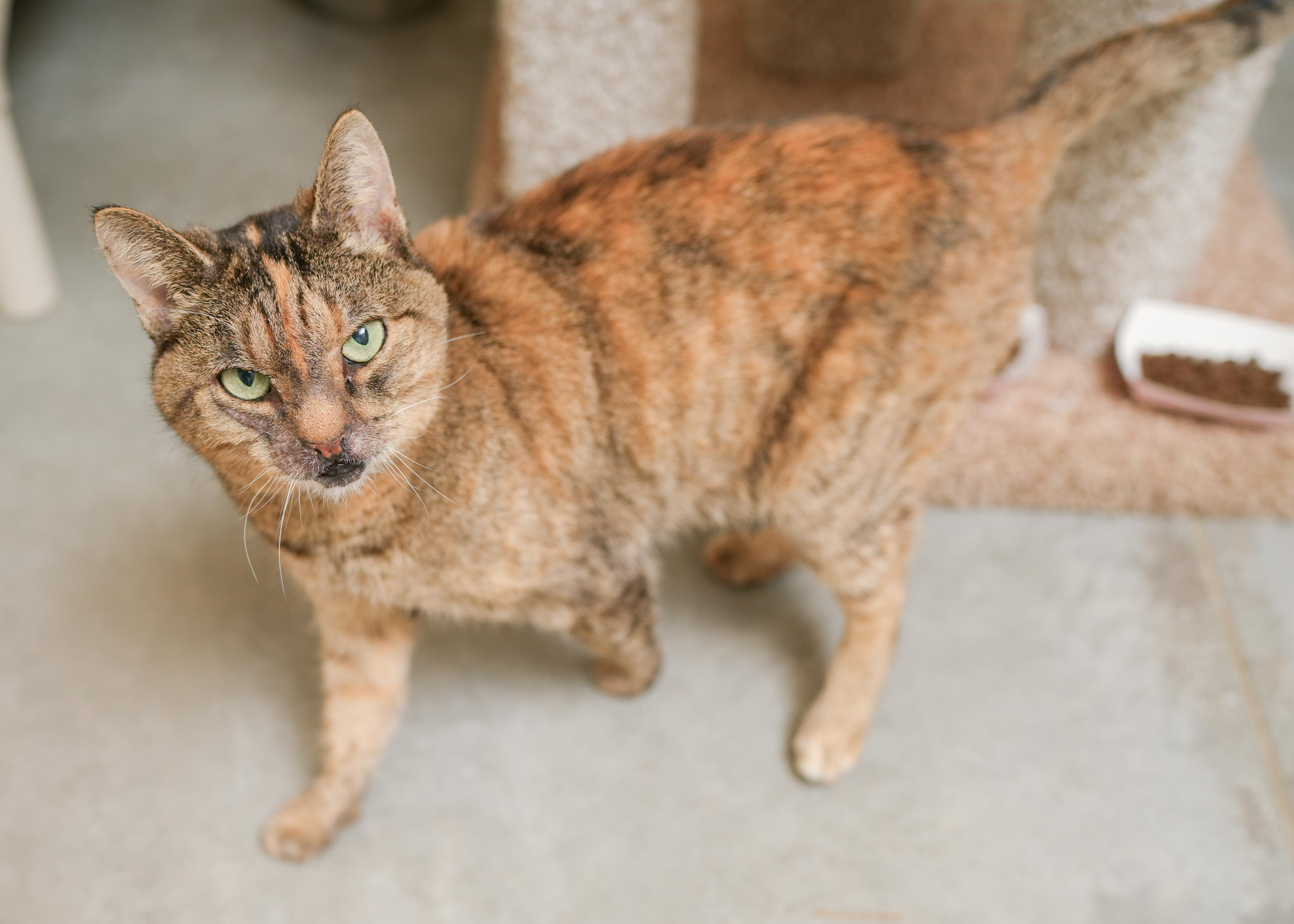 Enlarge Miss Sniff, a ADOPTABLE Domestic Short Hair in Boise, ID image 2/2