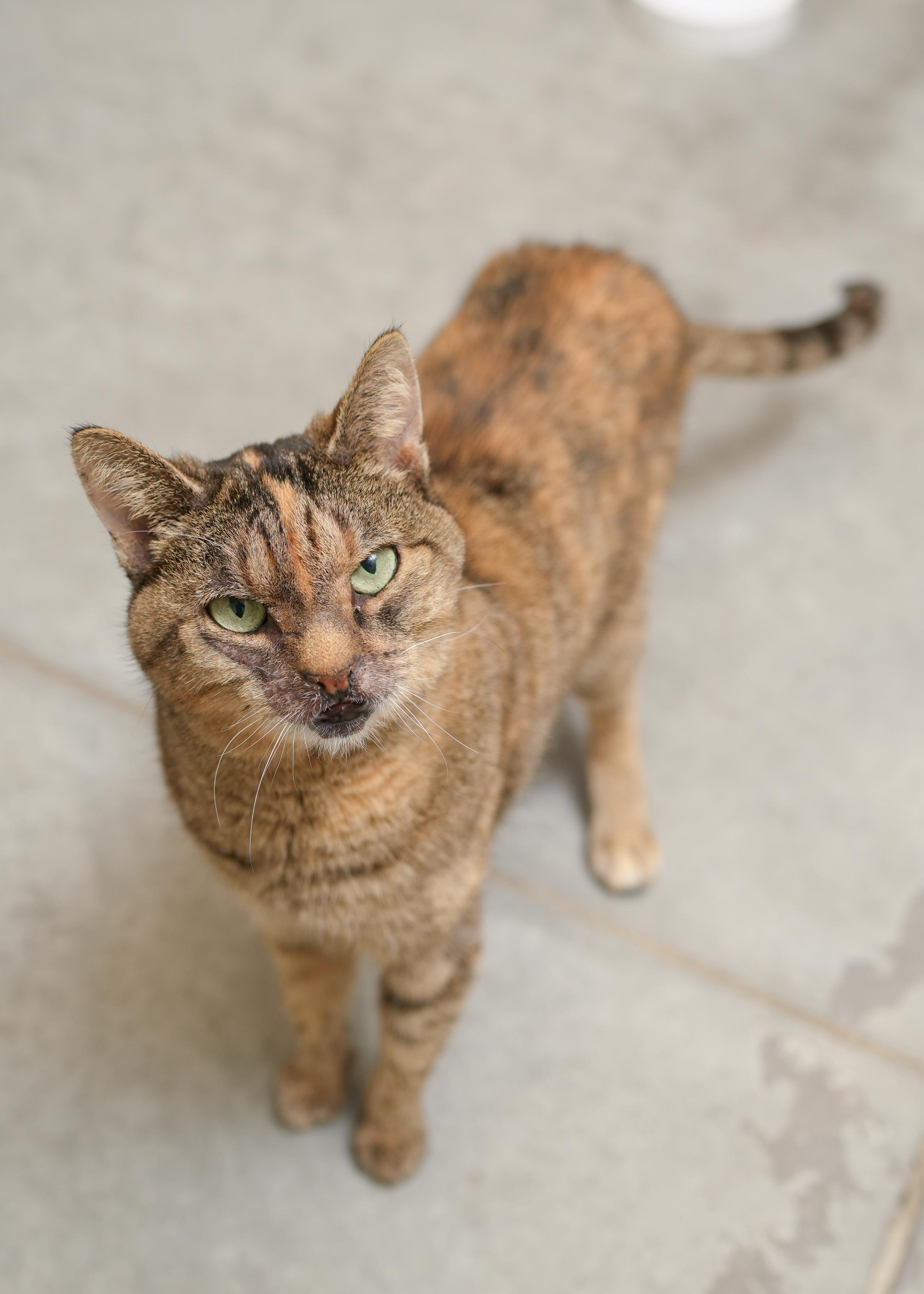 Enlarge Miss Sniff, a ADOPTABLE Domestic Short Hair in Boise, ID image 1/2