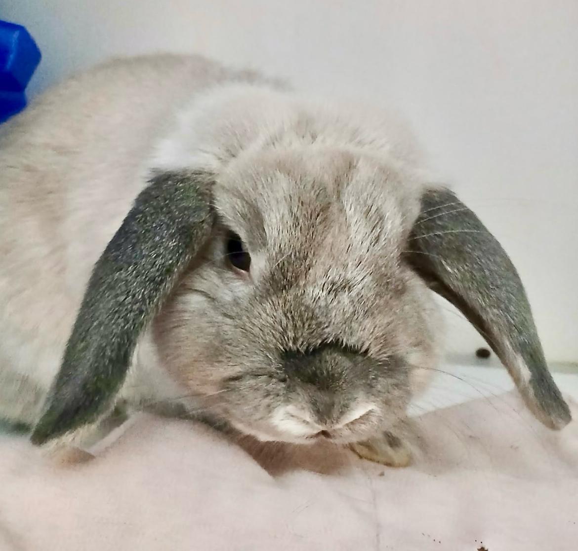 Corfu, ADOPTABLE, Young Female Mini Lop.