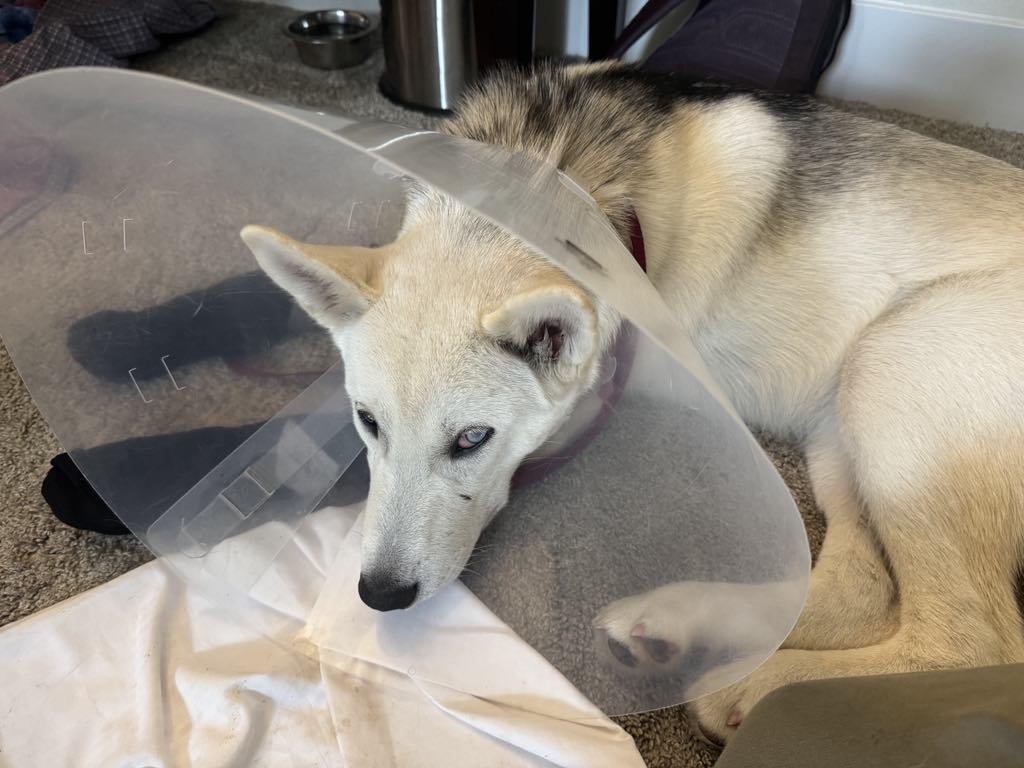 Enlarge Taiga, a Adopted mixed breed in Missoula, MT image 1/2