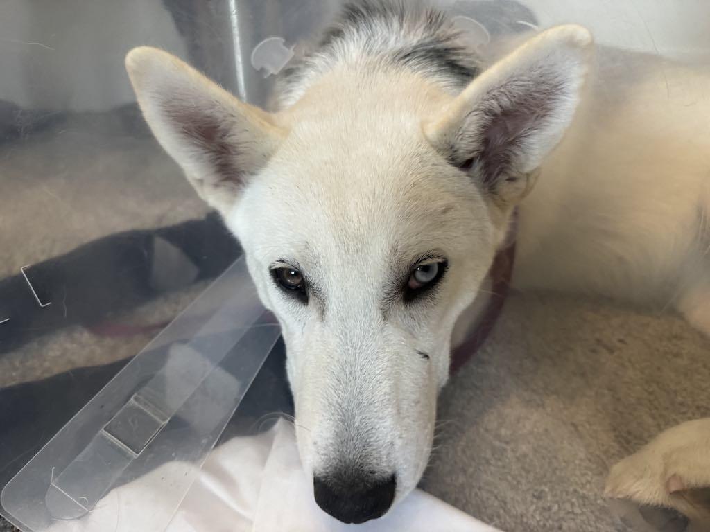 Enlarge Taiga, a Adopted mixed breed in Missoula, MT image 2/2