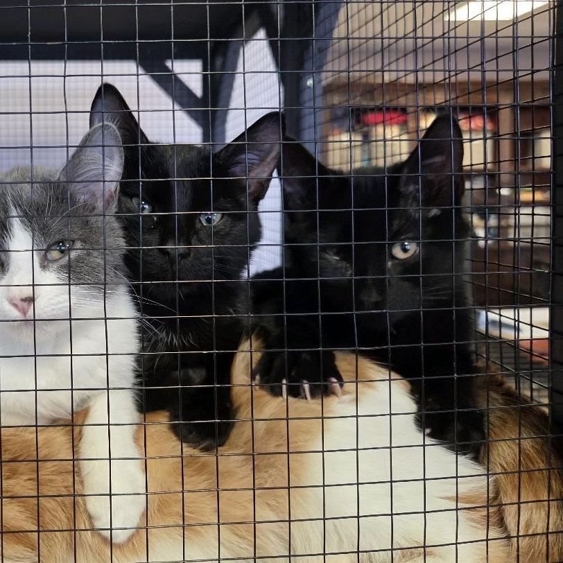 Zinc, Adoptable, Kitten Male Domestic Short Hair.