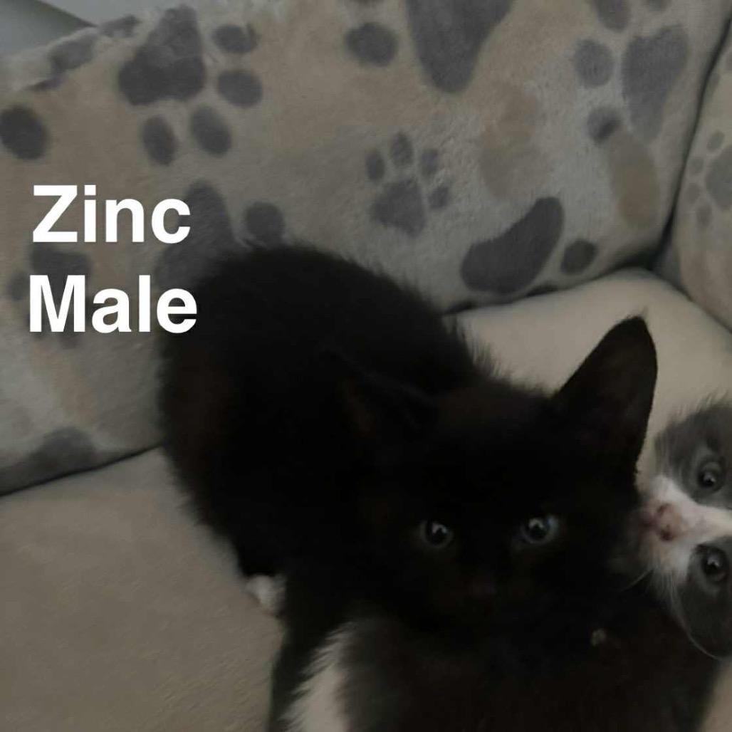 Enlarge Zinc, a Adoptable Domestic Short Hair in Branson, MO image 2/2