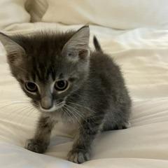 Allen, Adoptable, Kitten Male Domestic Short Hair.
