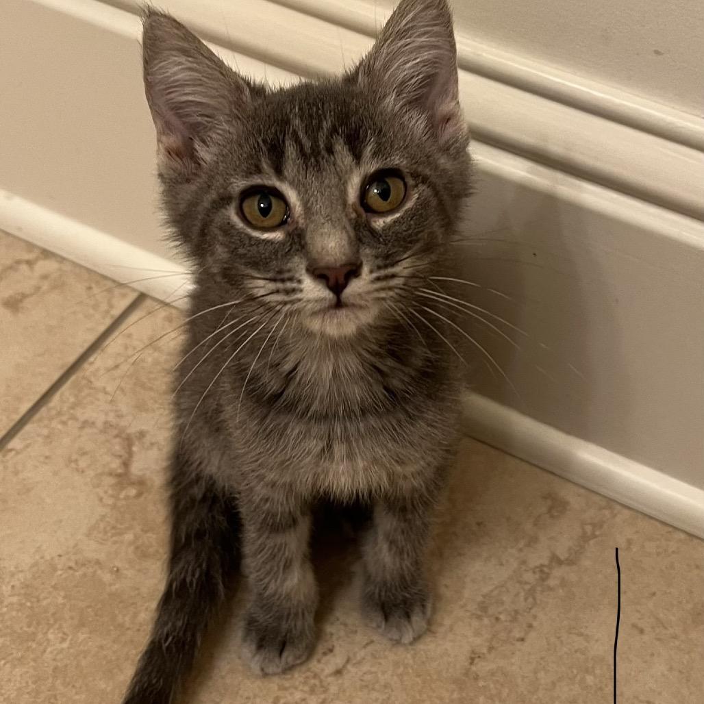 Allen, a Adoptable Domestic Short Hair in Greensboro, GA image 2/2