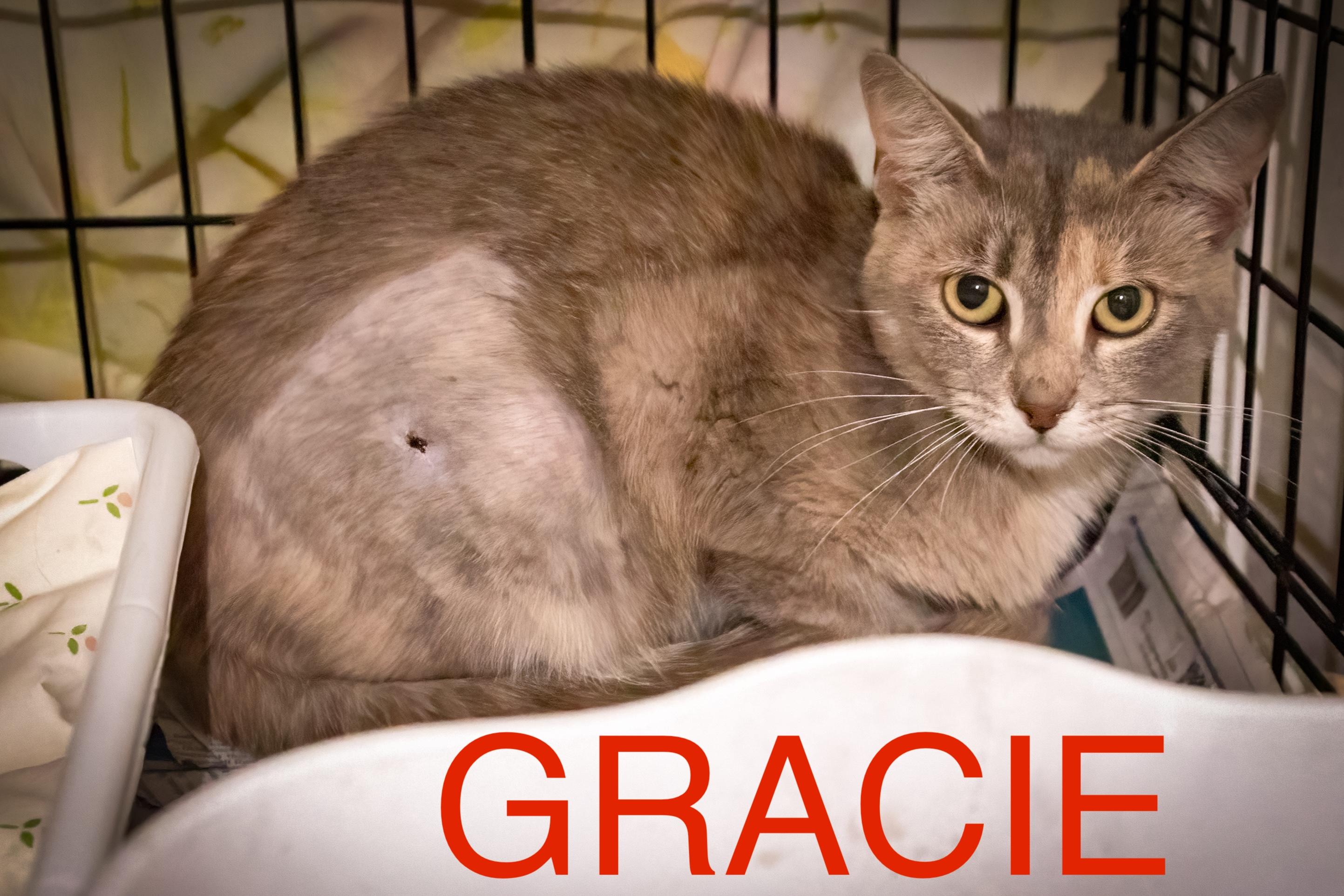 Gracie (FCID# 06/24/2025 - 145 Trainer)