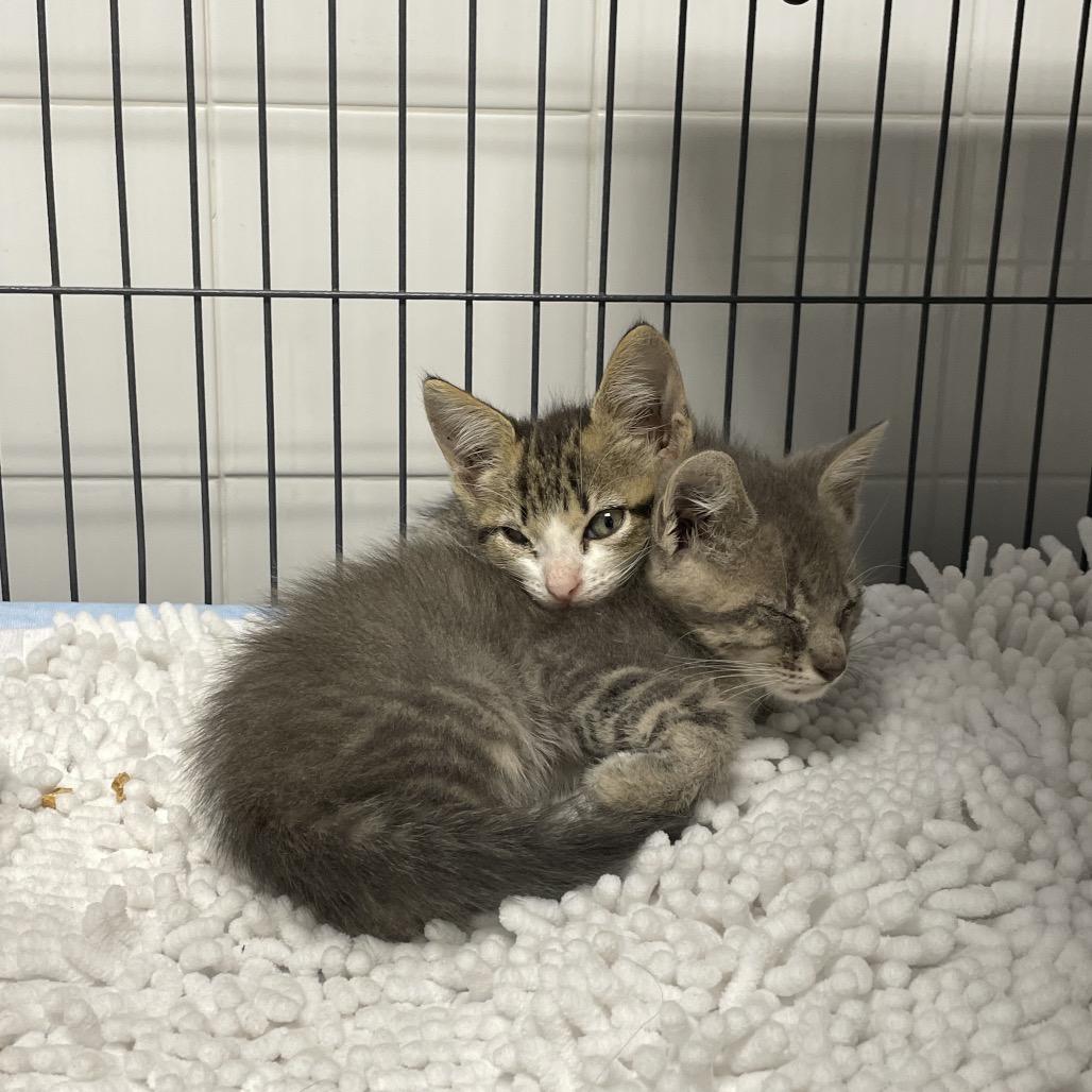 Enlarge Chicken, a Adoptable Domestic Short Hair in Dickinson, TX image 1/6