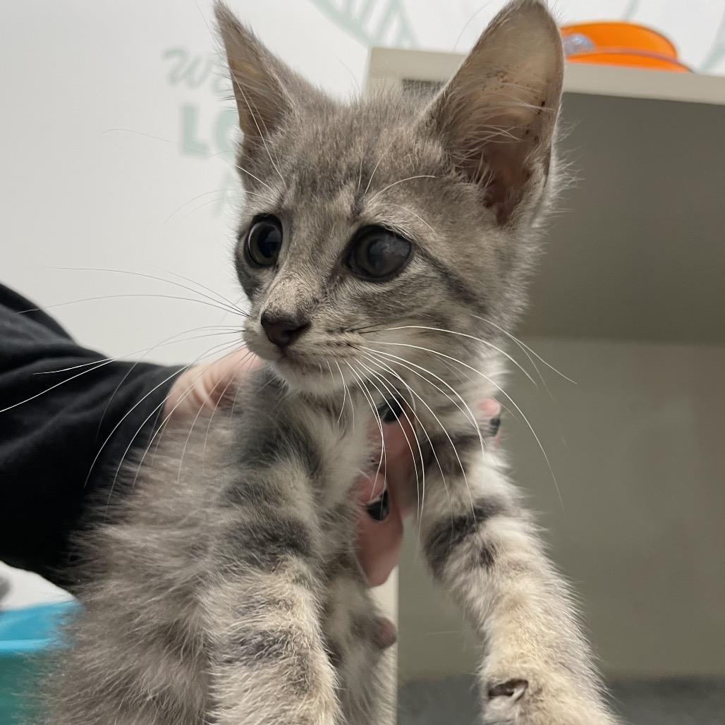 Enlarge Chicken, a Adoptable Domestic Short Hair in Dickinson, TX image 4/6