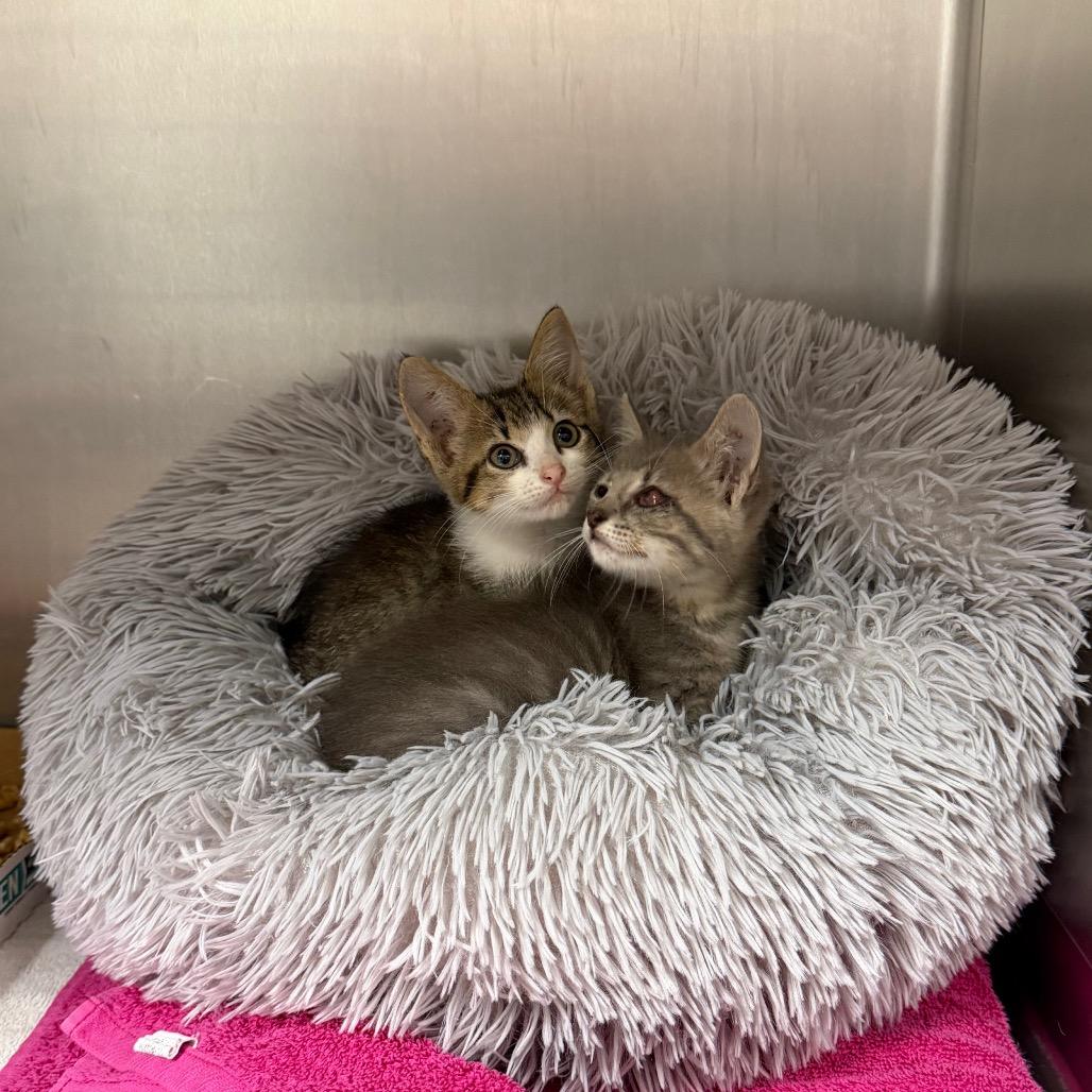 Enlarge Chicken, a Adoptable Domestic Short Hair in Dickinson, TX image 5/6