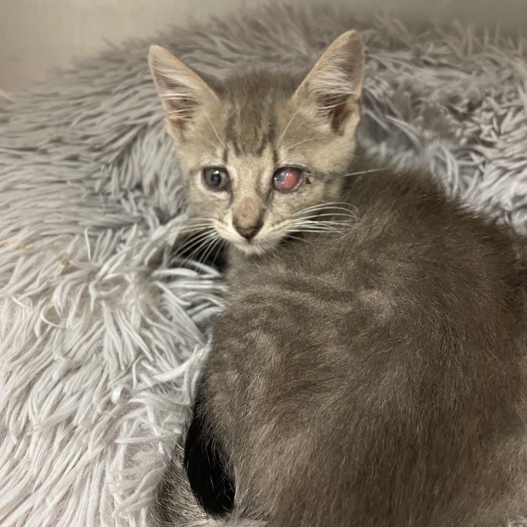 Enlarge Chicken, a Adoptable Domestic Short Hair in Dickinson, TX image 6/6