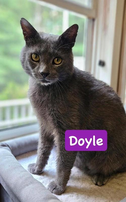 Doyle, a ADOPTABLE Domestic Short Hair in Johnson City, TN image 3/4