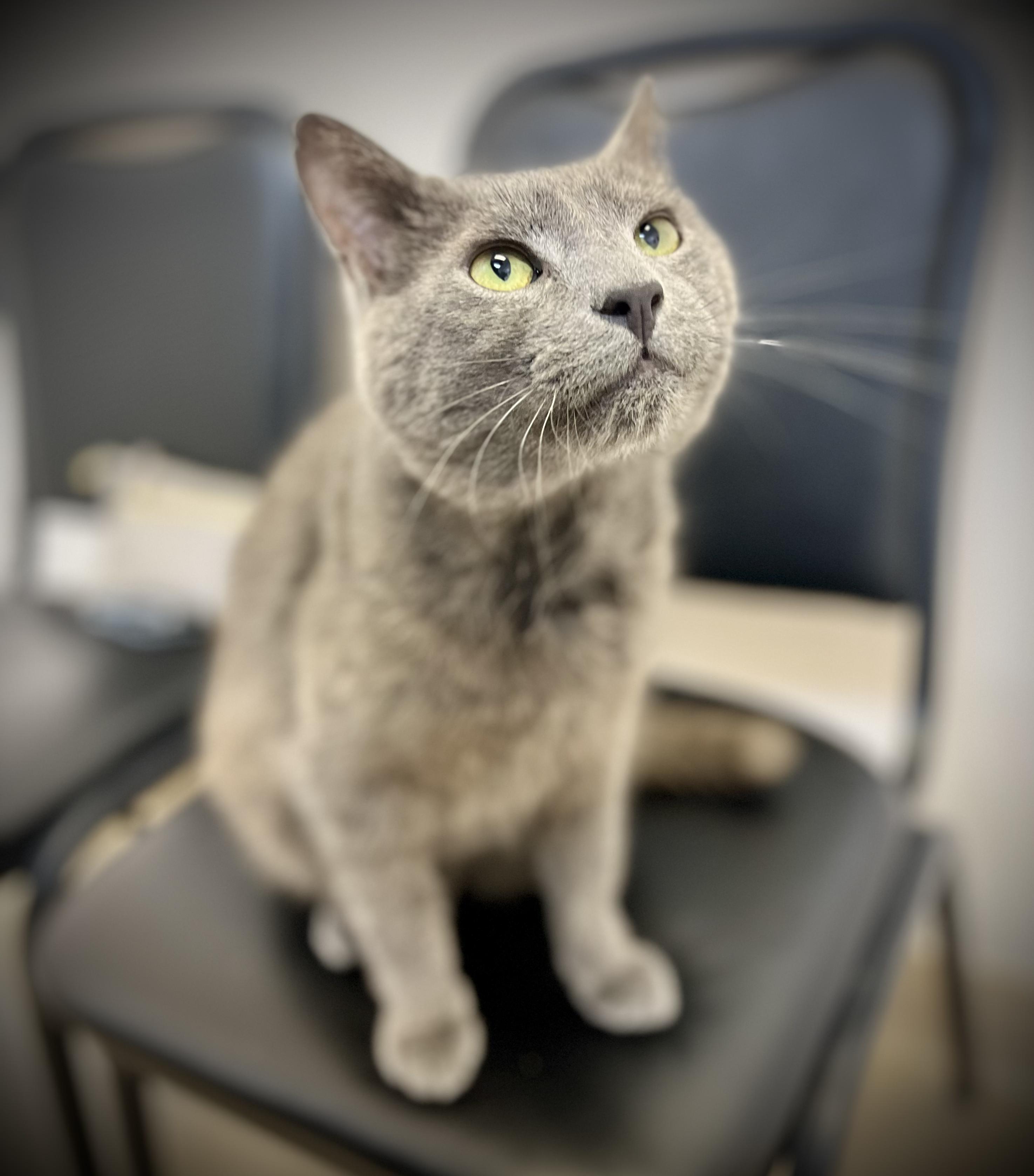 Doyle, ADOPTABLE, Young Male Russian Blue & Domestic Short Hair.
