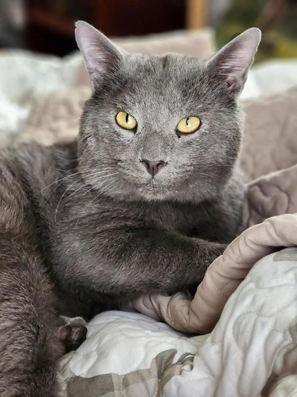 Doyle, a ADOPTABLE Domestic Short Hair in Johnson City, TN image 2/4