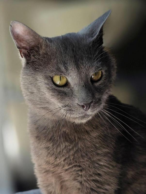 Doyle, a ADOPTABLE Domestic Short Hair in Johnson City, TN image 4/4