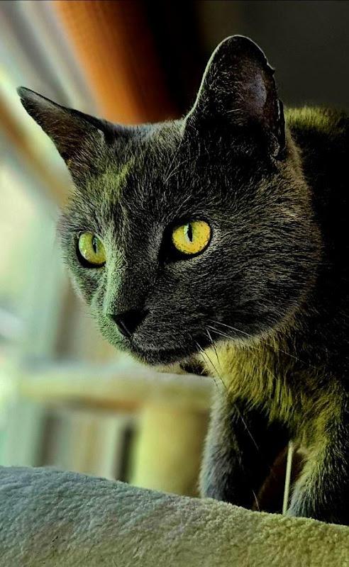 Doyle, ADOPTABLE, Young Male Domestic Short Hair.