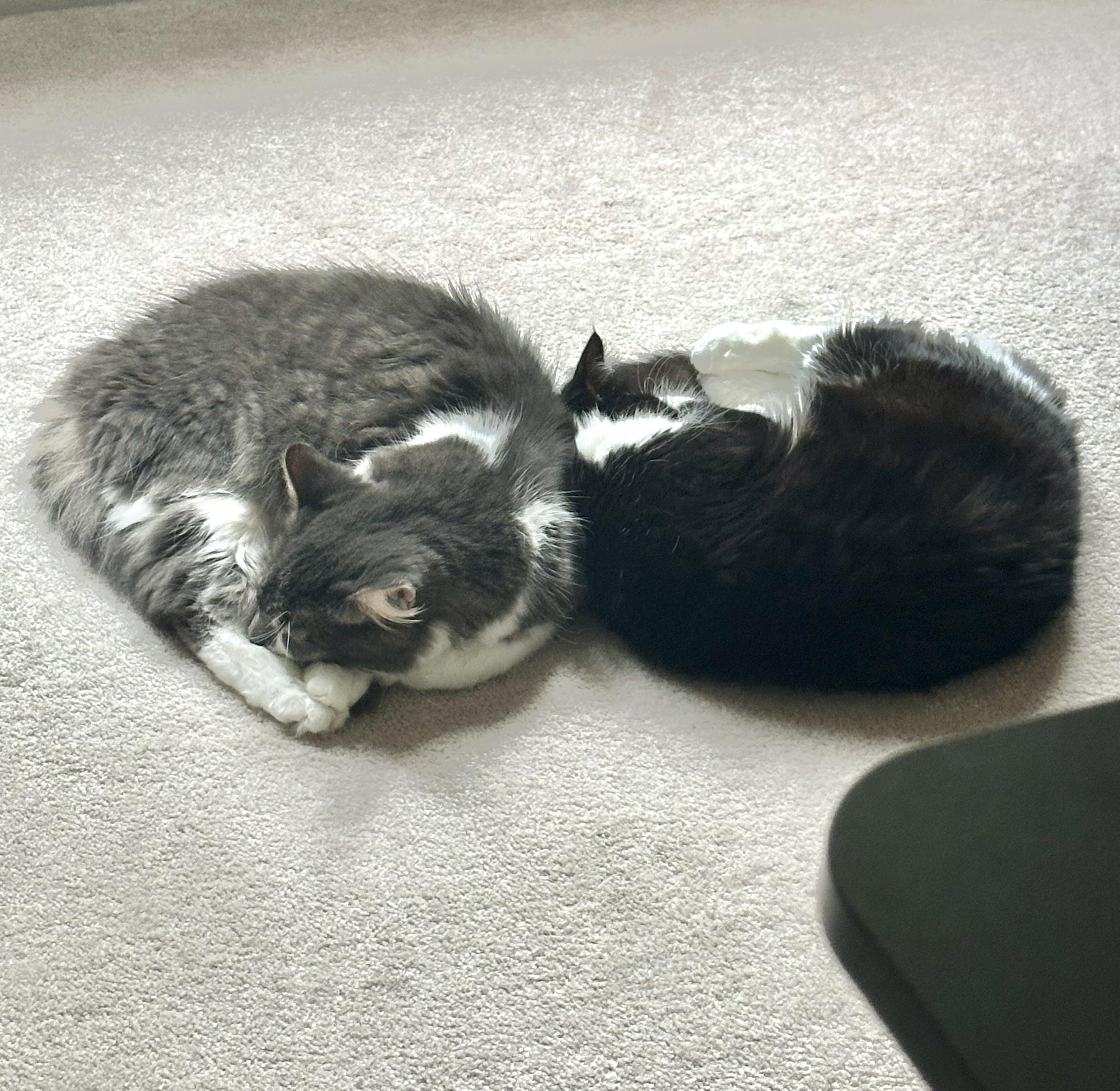 Dora (bonded with Doodle)