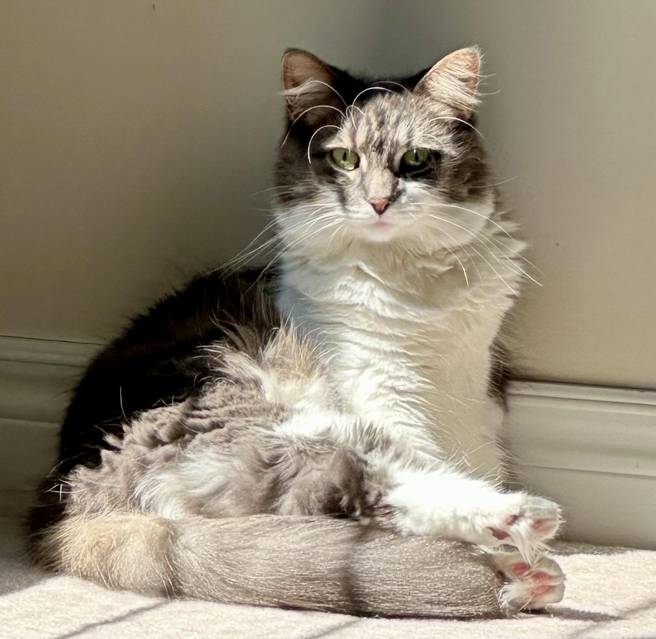 Dora (bonded with Doodle) — thumbnail 2