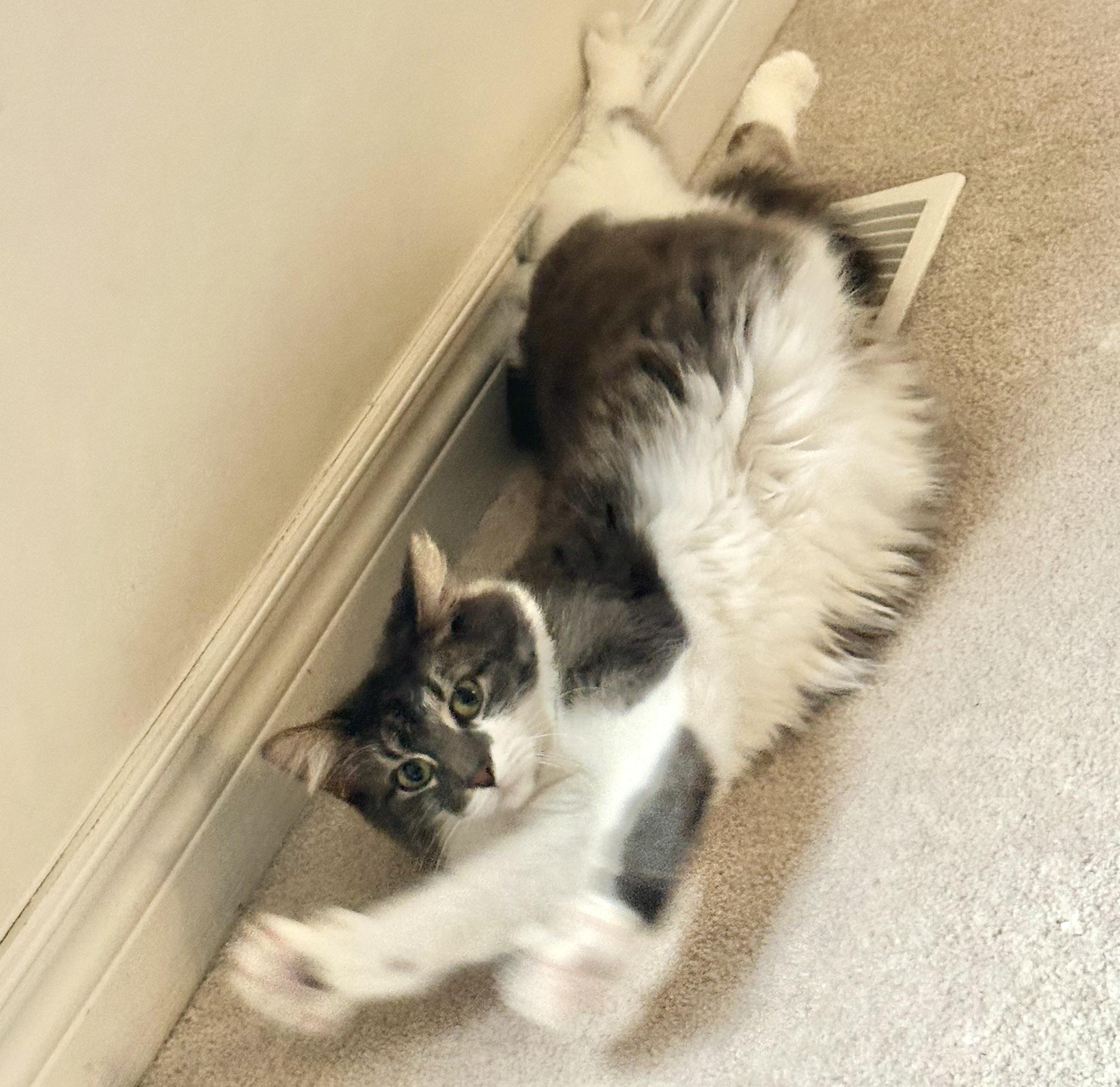 Dora (bonded with Doodle) — thumbnail 3