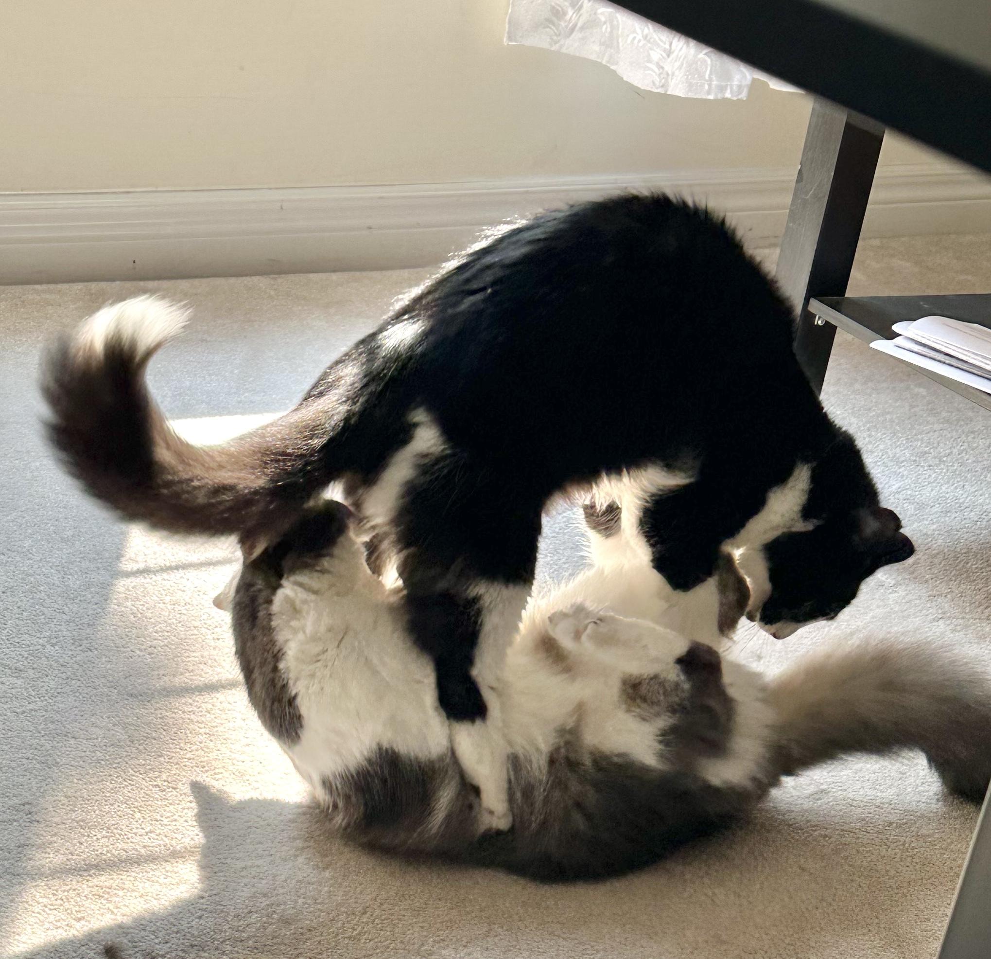 Dora (bonded with Doodle) — thumbnail 5