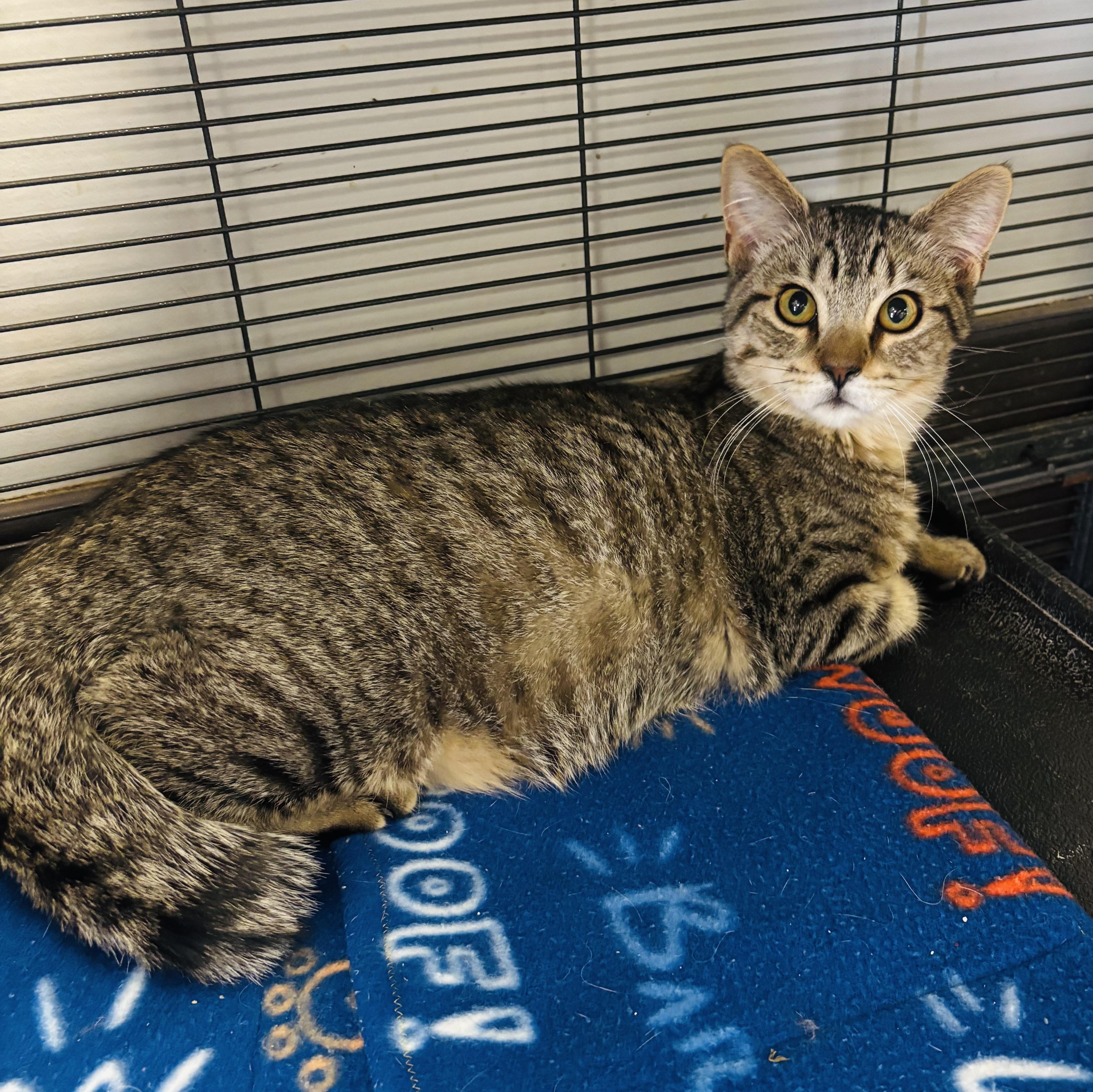 Puff, ADOPTABLE, Young Male Domestic Short Hair.