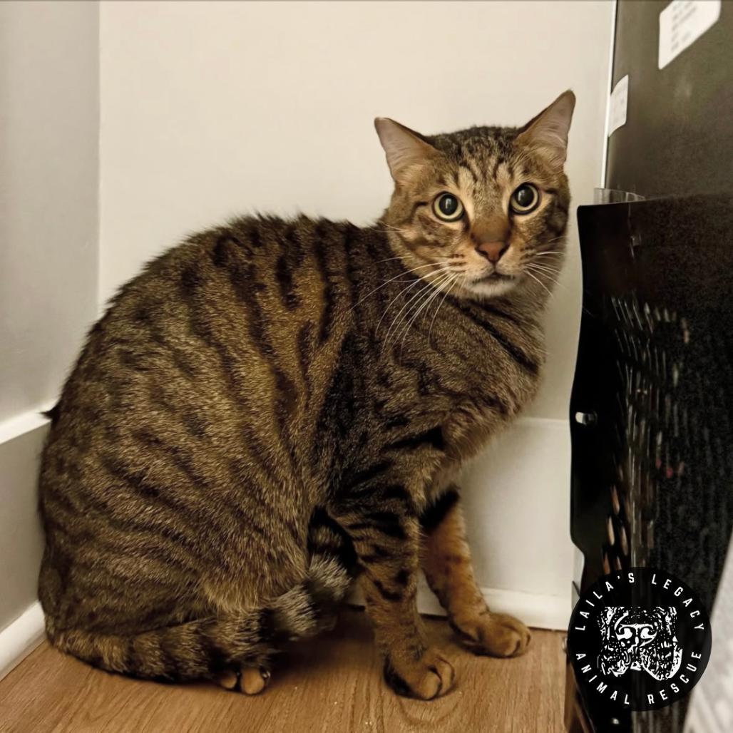 Katus, Adoptable, Young Male Domestic Short Hair & Domestic Short Hair.