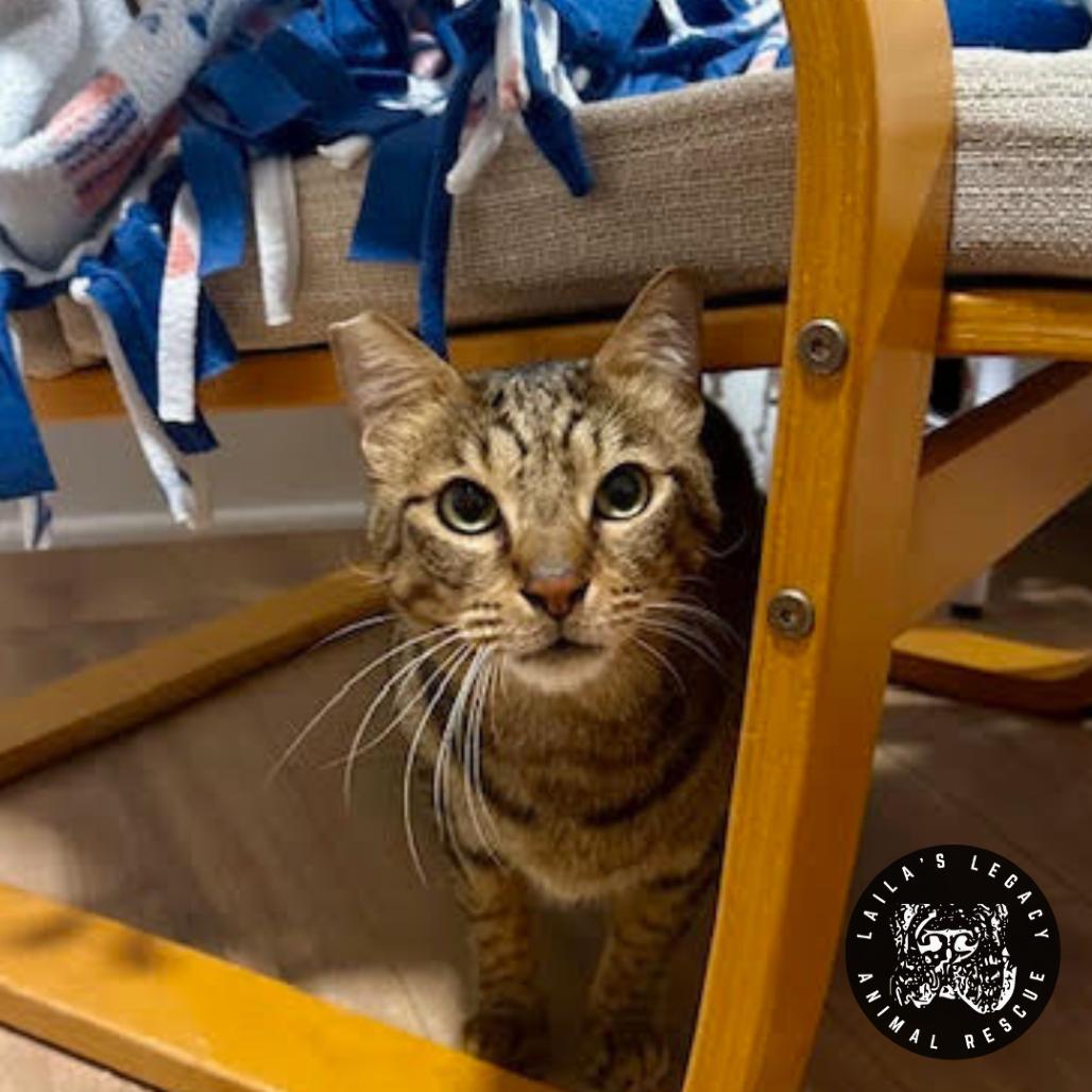 Katus, Adoptable, Young Male Domestic Short Hair & Domestic Short Hair.