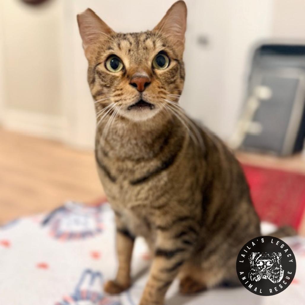 Enlarge Katus, a Adoptable mixed breed in Washington, DC image 2/6