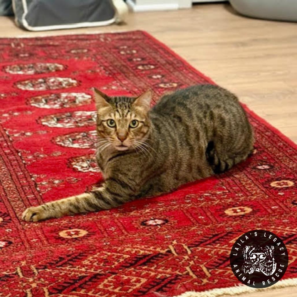 Katus, a Adoptable mixed breed in Washington, DC image 5/6