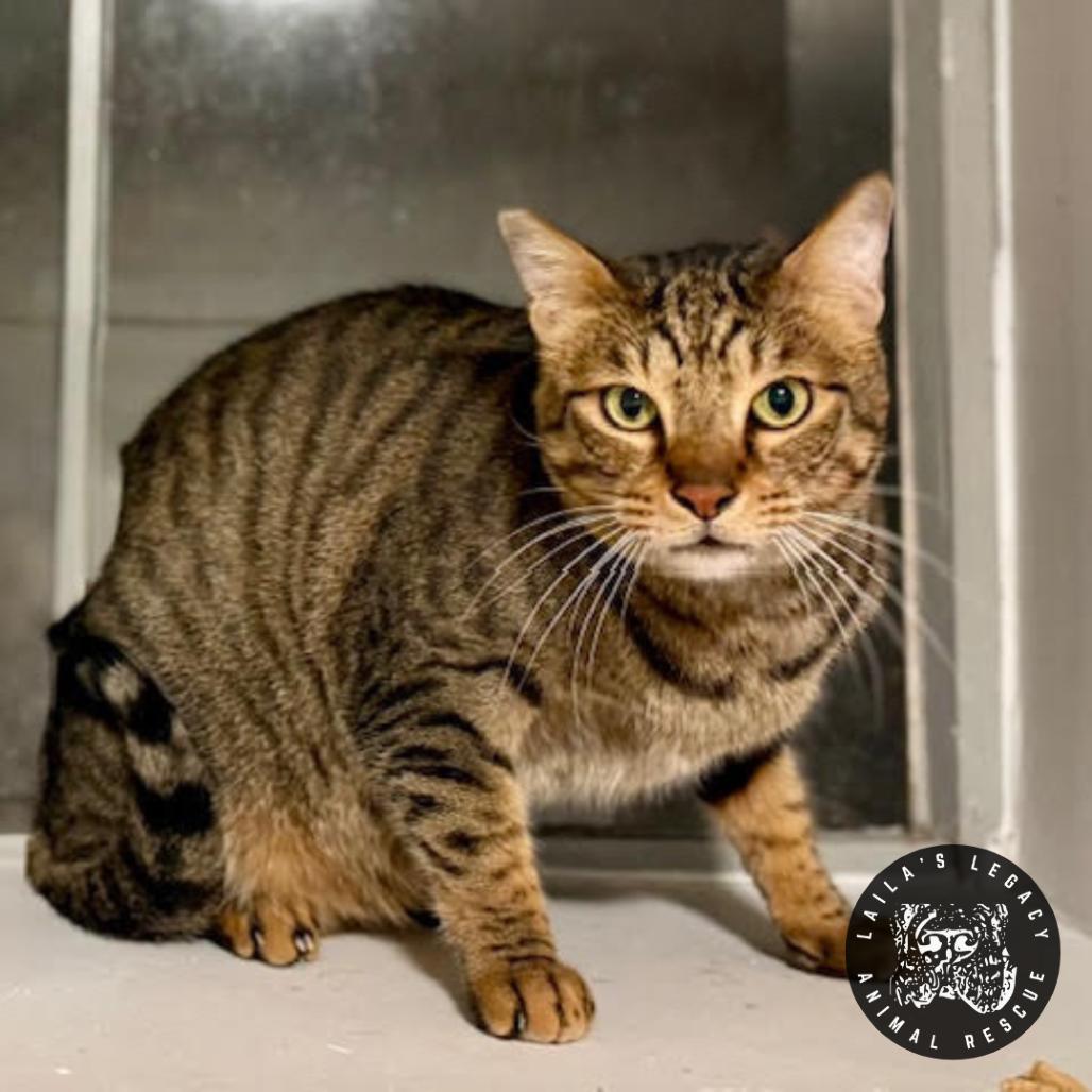 Katus, a Adoptable mixed breed in Washington, DC image 6/6