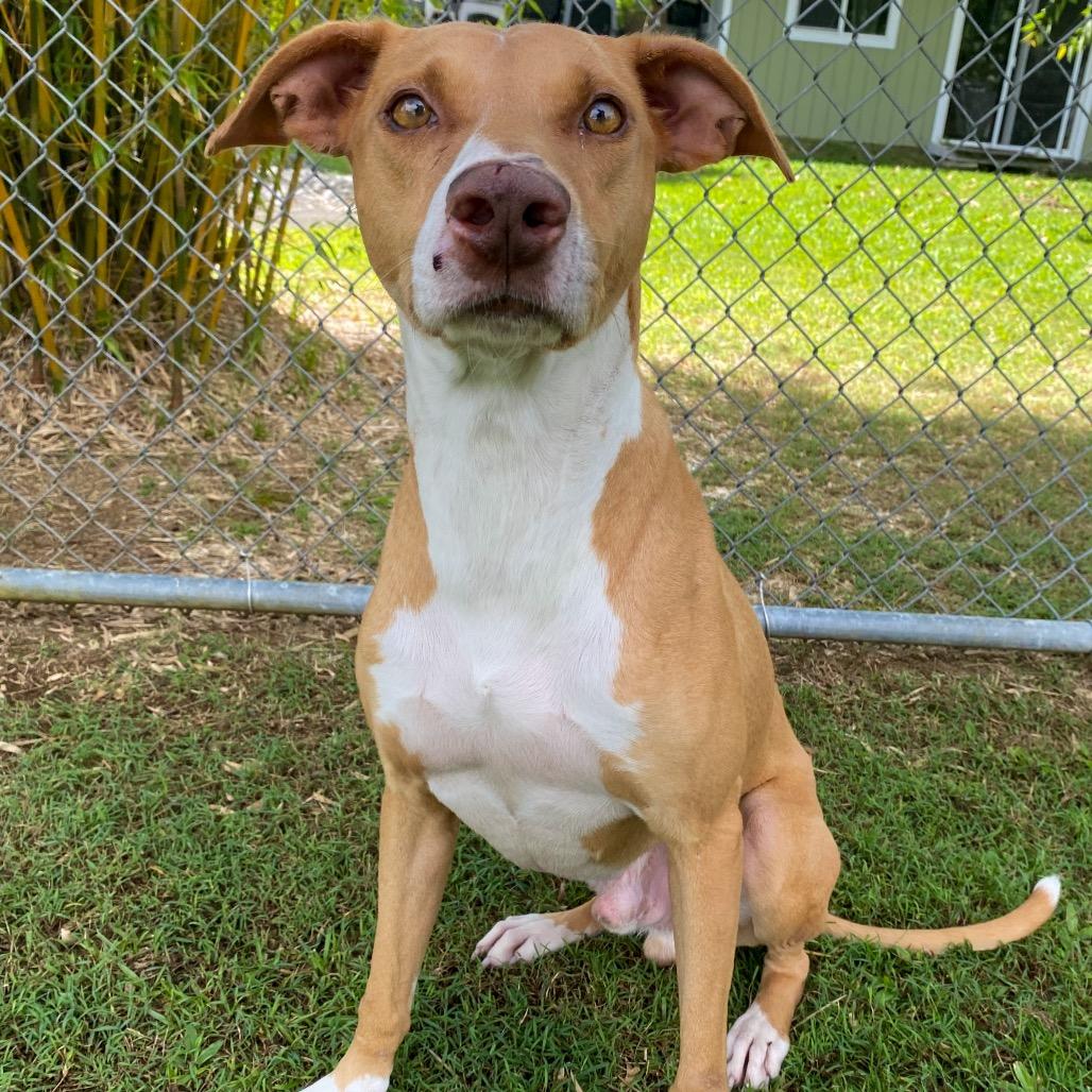 Enlarge Cracker Jack, a Adoptable Mixed Breed in Keaau, HI image 1/6