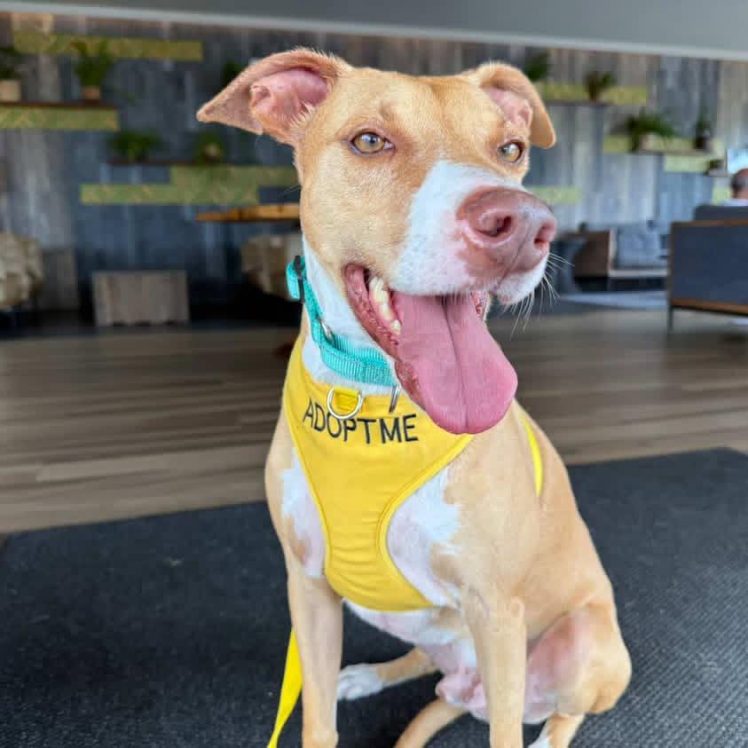 Enlarge Cracker Jack, a Adoptable Mixed Breed in Keaau, HI image 3/6