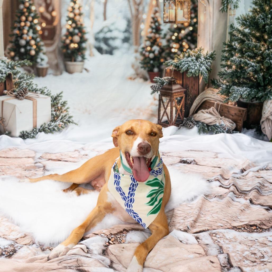 Enlarge Cracker Jack, a Adoptable Mixed Breed in Keaau, HI image 4/6