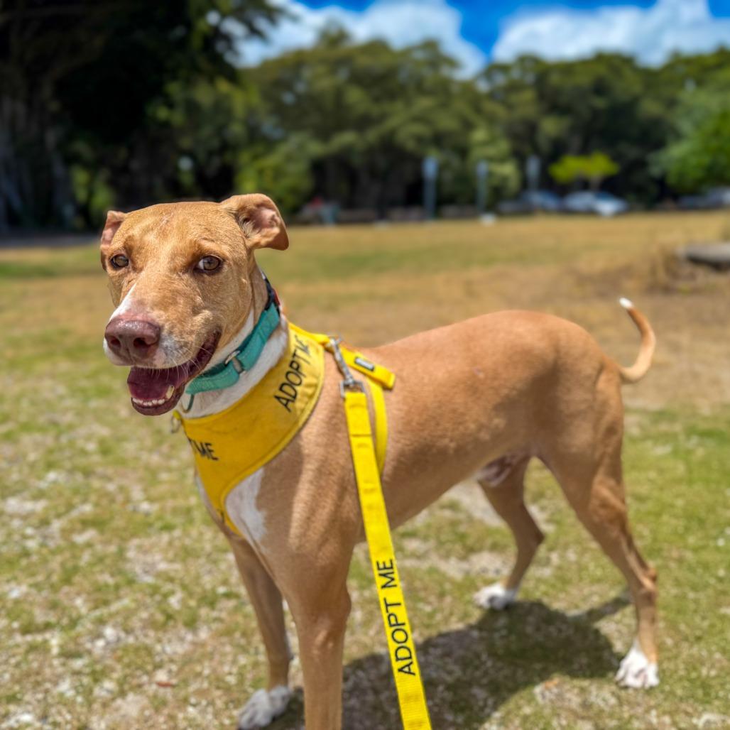 Enlarge Cracker Jack, a Adoptable Mixed Breed in Keaau, HI image 6/6