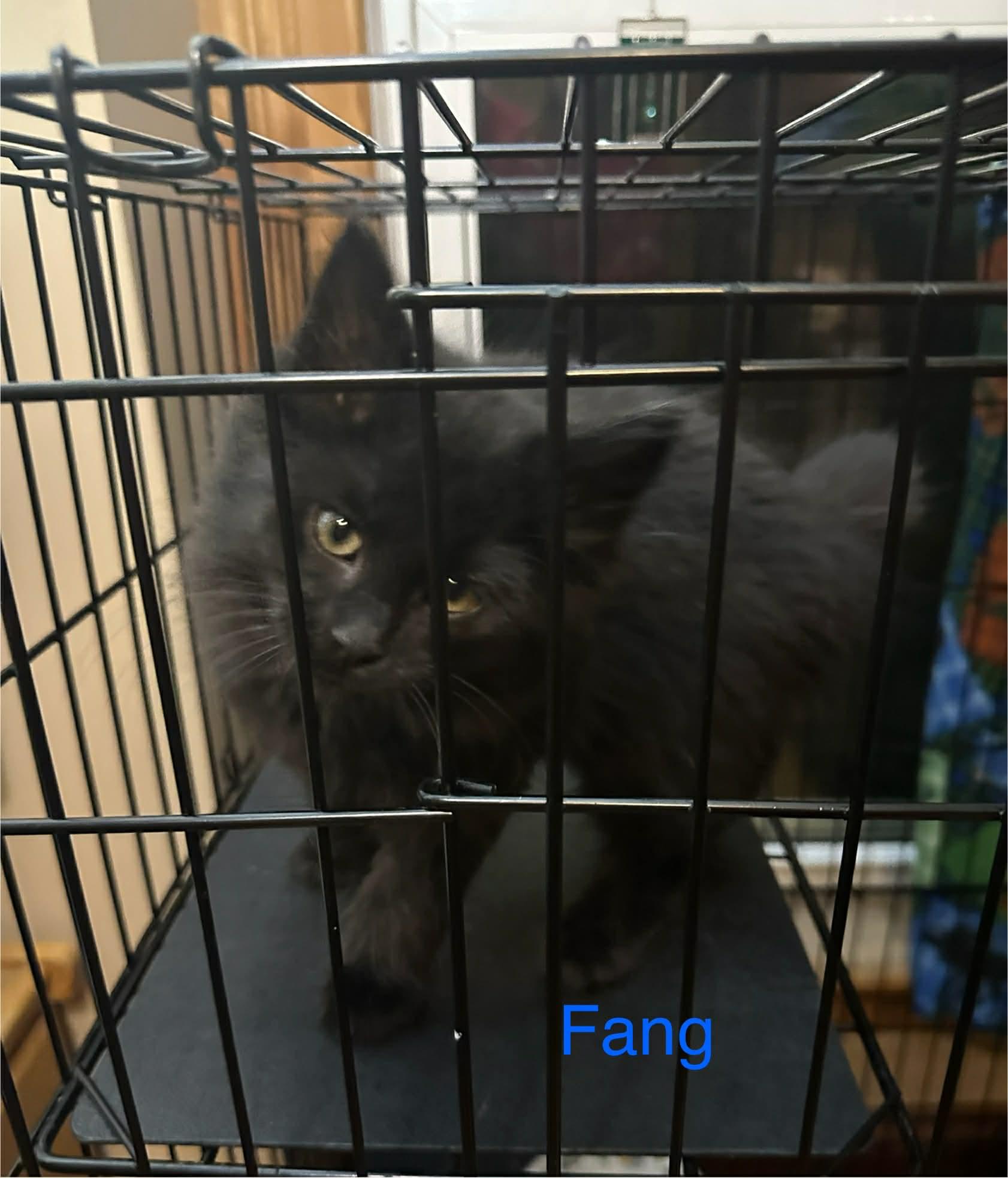 Fang, adopted, Kitten Male Domestic Long Hair.