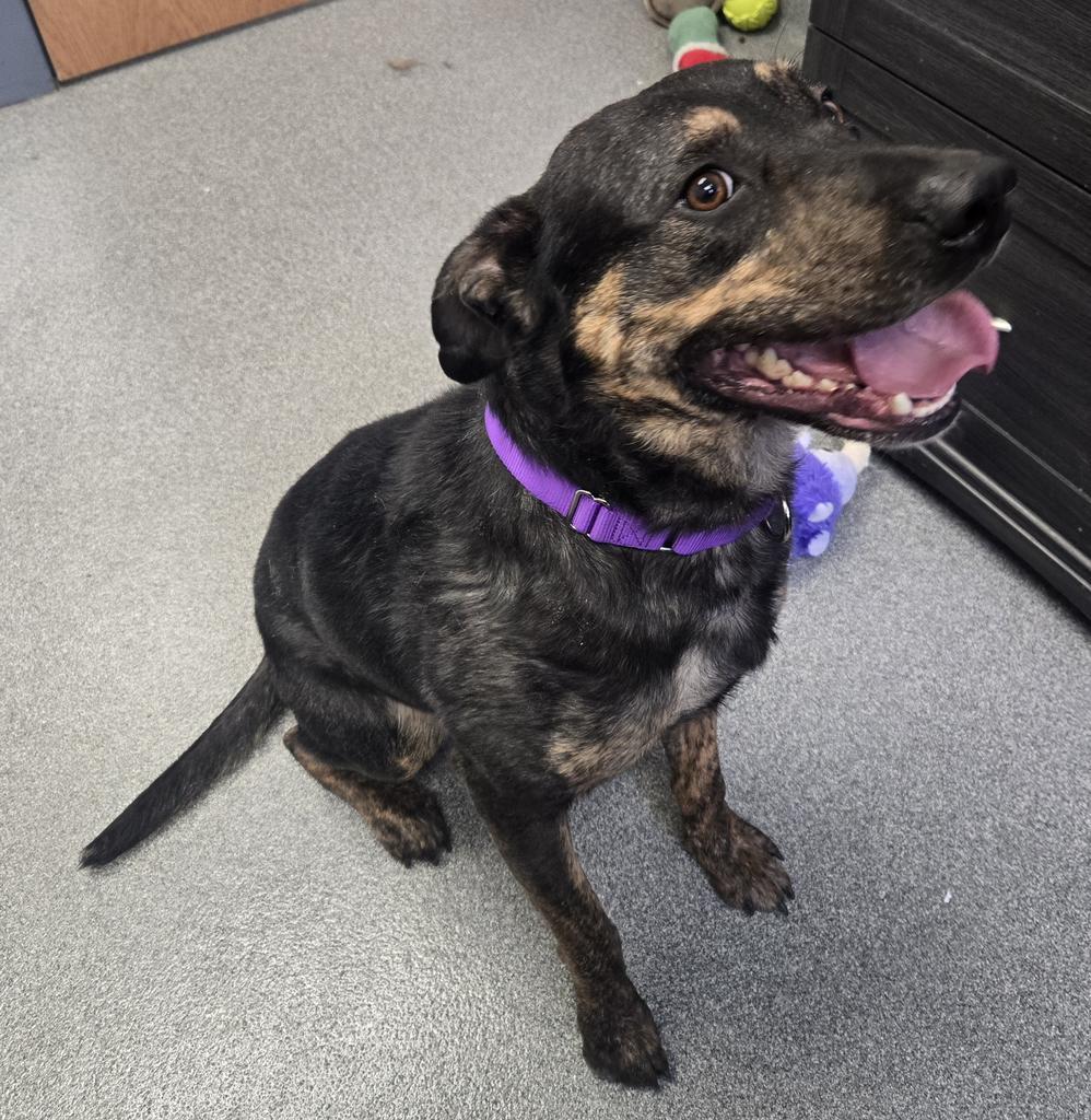 Enlarge Willie, a Adoptable Mixed Breed in Grand Forks, ND image 1/5