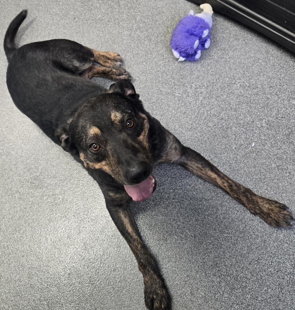 Enlarge Willie, a Adoptable Mixed Breed in Grand Forks, ND image 2/5