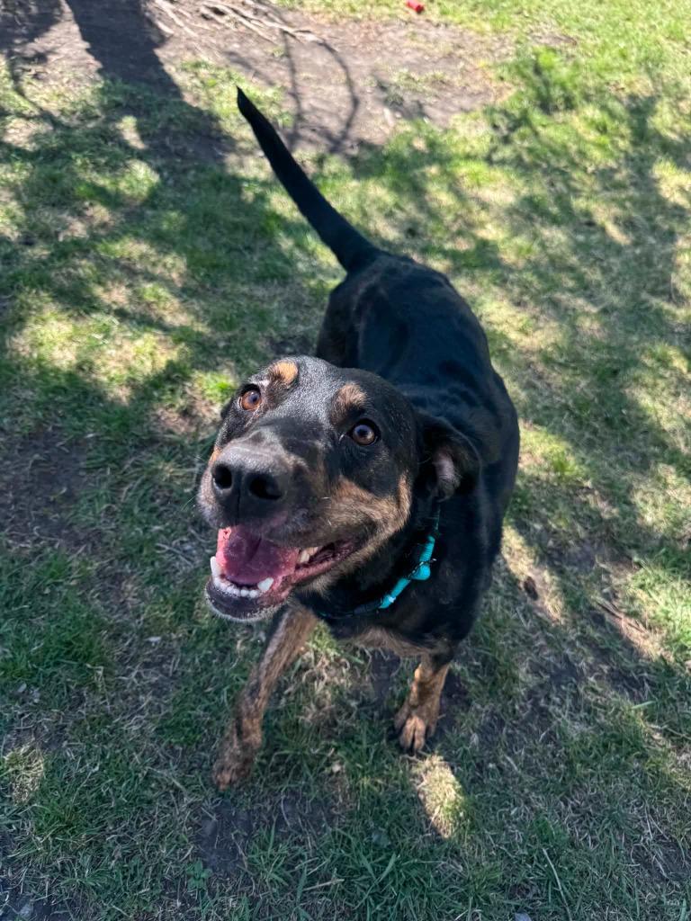Enlarge Willie, a Adoptable Mixed Breed in Grand Forks, ND image 4/6